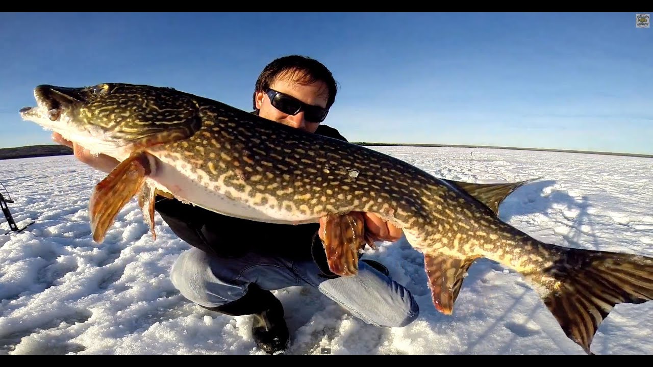 Wolf Lake Northern Pike Ice fishing with Windlass TipUps  YouTube