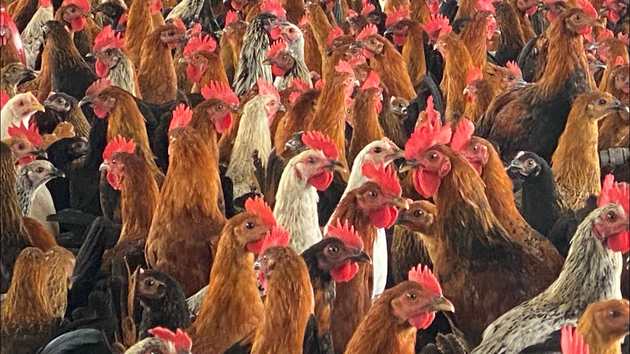 Desi sonali मुर्गियों में पानी की शॉर्टेज#youtubevedioviral#subscribenow 