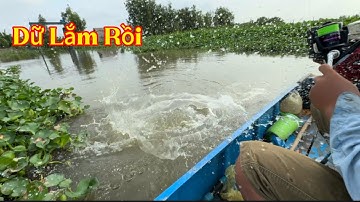 Câu Ngay Miệng Cống Vàm Kinh Có Nhiều Cá Khủng /Định Nguyễn Hậu Giang