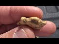 Big Arizona Gold Nuggets Found in Old Placer Workings with the Minelab GPZ 7000 Metal Detector