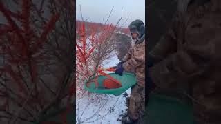 Process Of Harvesting Wild Sea Buckthorn Berries - Unique Tools To Boost Efficiency& Streamline Work