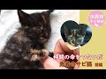 保護した子猫をきっかけに野良猫を避妊・去勢 子猫は里親探し 勇者のサビ猫≪前編≫ナレーション付【保護猫幸せ物語】#38 Foster cat`s happy story