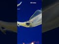 This Squid Glows to Cancel Its Shadow
