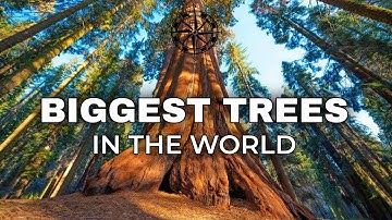 10 BIGGEST Trees In The World