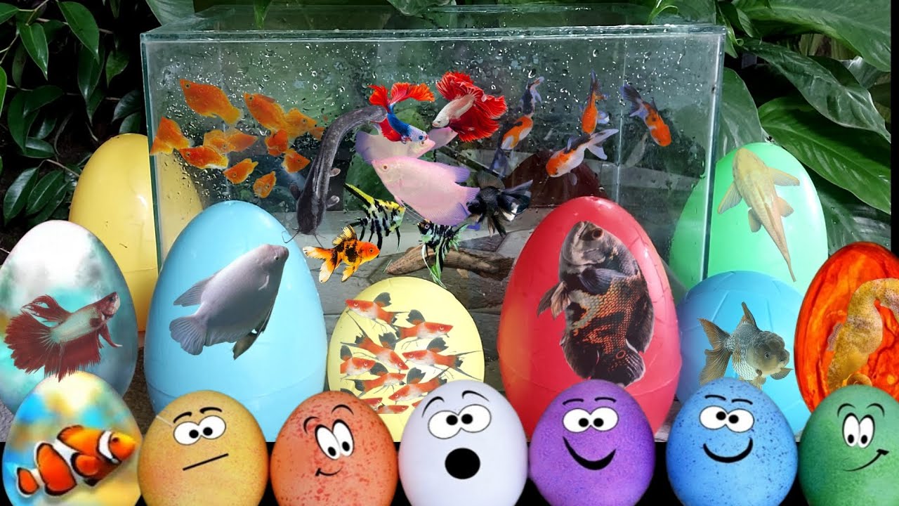 Colorful Aquarium surprise eggs, redtail catfish, betta fish, goldfish