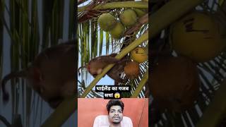 थाईलैंड में इंसान नहीं, बंदर तोड़ते हैं नारियल! 😱 #shorts #thailand #facts #monkey #viral #2026