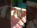 wait for end😅 #shortsfeed #shorts #shortvideo #viral #viral #funny #cute #dog #goldenretriever #love