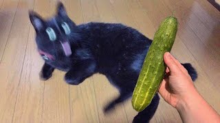 Cats vs Cucumbers |Try Not To Laugh | Must Watch Funny Cats Videos | TikTok Compilation