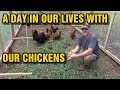 A day in our lives with our chickens and a garden update