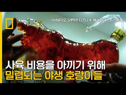 <strong>동물원에서</strong> 호랑이 취재를 거부한 충격적 이유