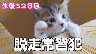 生後３２日目の3匹の赤ちゃん猫 【子猫が我が家にやってきた❕元野良猫さんの子育て日記】