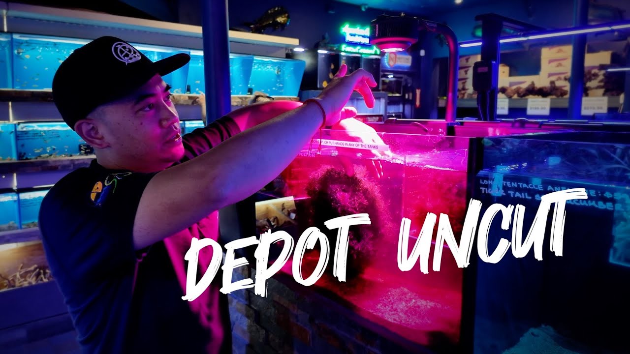 DEPOT REEFAPALOOZA *UNCUT* | FRAGS, CORALS, CRABS, & MICROALGAE & MORE | PANTHER CHAMELEON