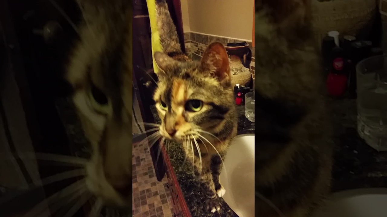 petco hours Cat Begs For Faucet Water