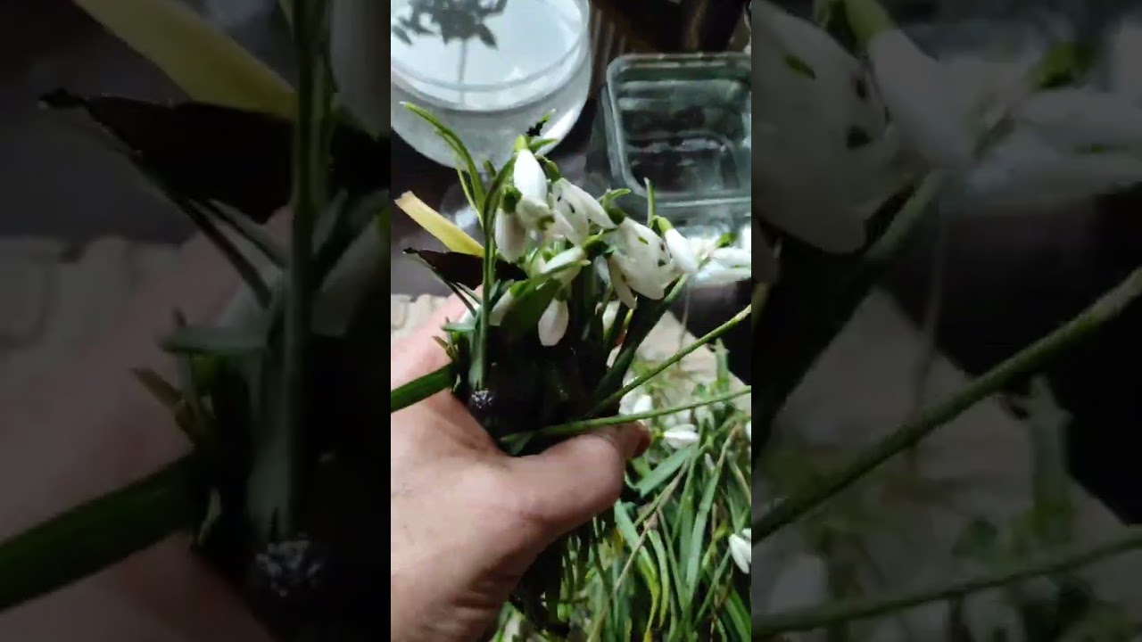 Подснежники в феврале