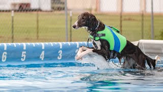 Lazuli! 2 Year Old Silken Windhound by Fable Gay 1,843 views 2 years ago 3 minutes, 32 seconds