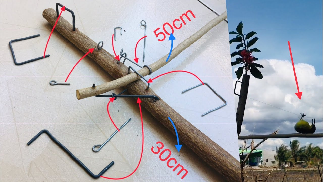 Hướng dẫn làm Dụng cụ Bẫy chim hút mật, chim nhỏ bằng Nút thắt dây cước