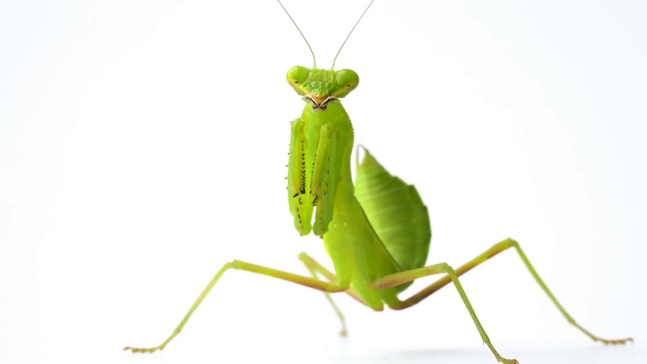 The Giant African Mantis!