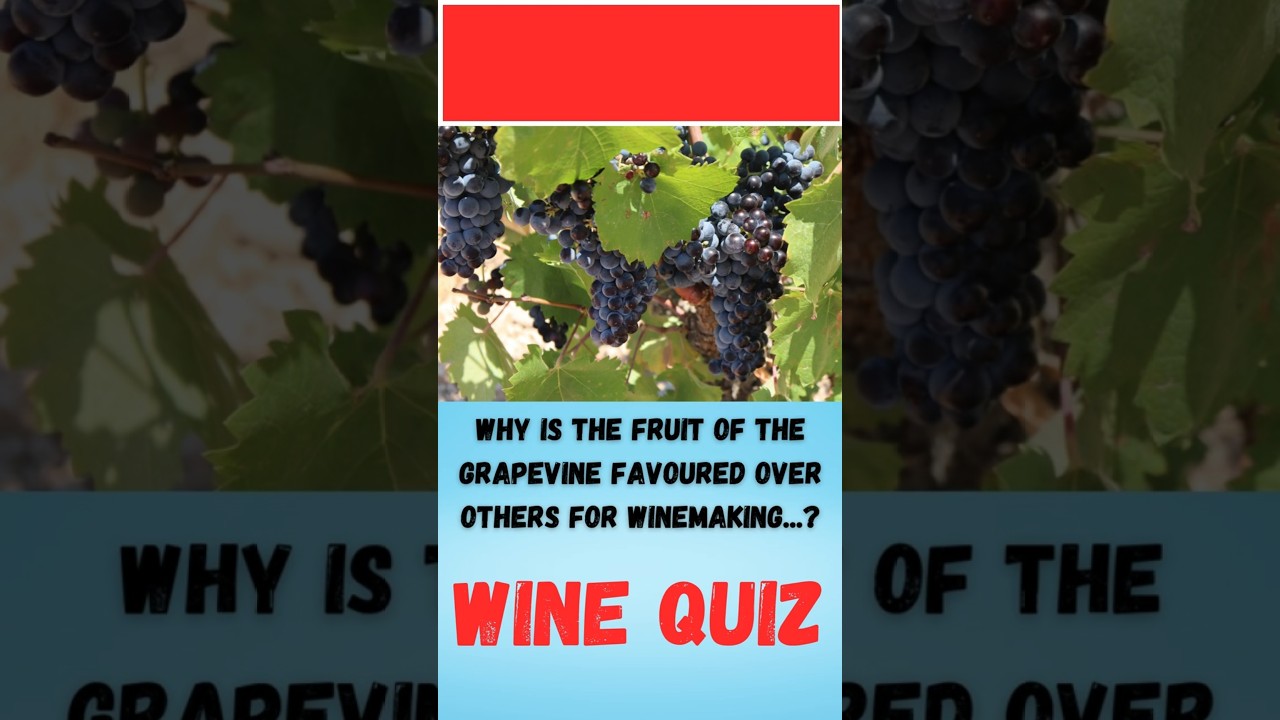 Wine Quiz Viticulture Question 12 #wine #quiz #viticulture explained