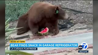 Bear raids watermelon from SoCal family's fridge