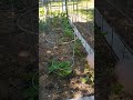 Garden Update @haggetthill