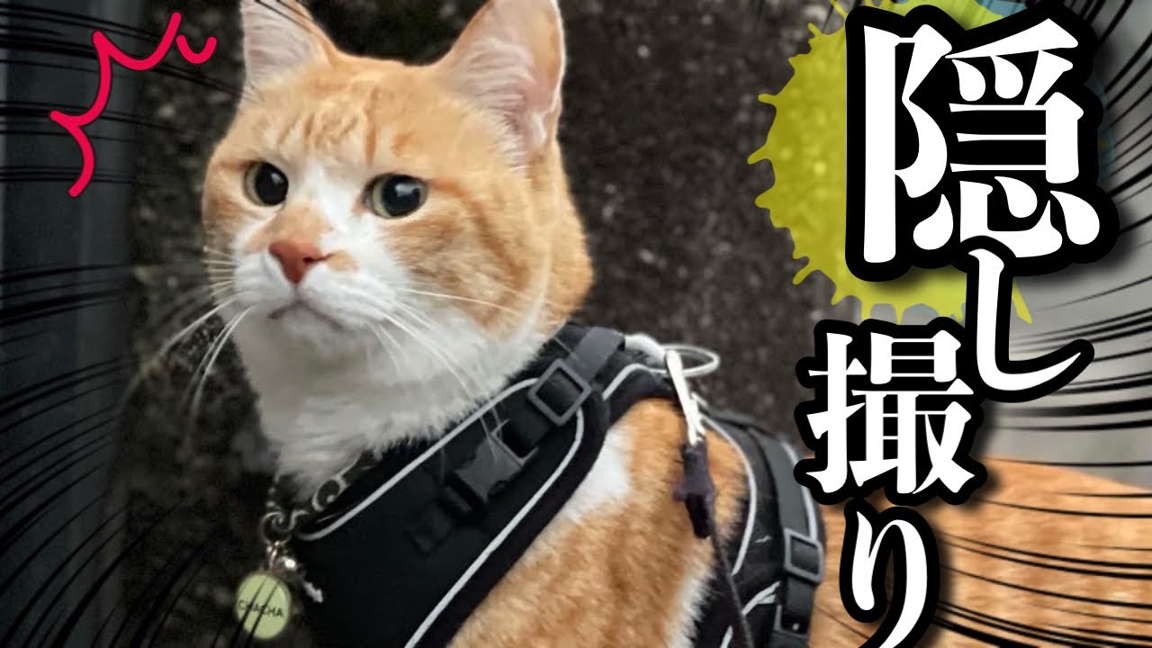 【Ежедневная рутина】 День из жизни бывшей бродячей кошки