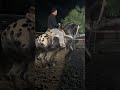 El indio enamorado, Grupo Laberinto