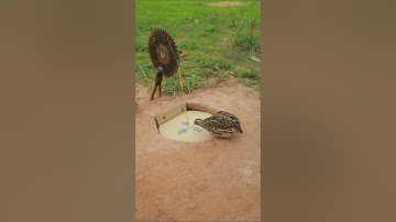 Best Easy Bird Trap Technique - Quail Trap #simple bird trap #shorts #technique