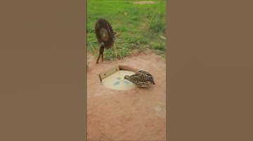 Best Easy Bird Trap Technique - Quail Trap #simple bird trap #shorts #technique