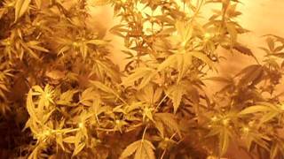 Indoor garden week 3 day 2 of flower