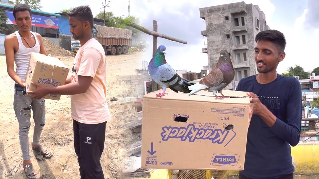 New Kabootar Gift Mile 😍