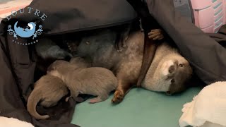 カワウソの赤ちゃんをめぐって双子がケンカ！！　Otter twins fight for the babies!