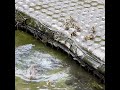 焦ったファーストペンギン【カモ親子】飛び降り試練