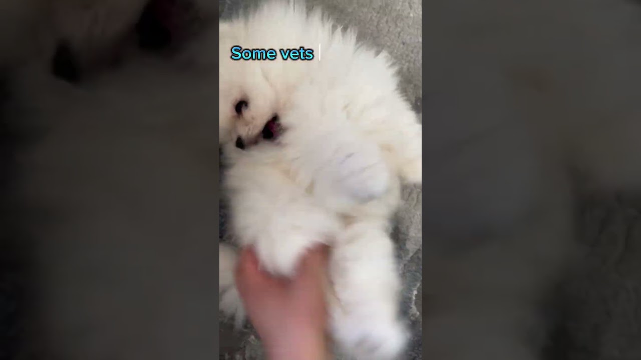 Benefits of Dog Laughing 🐾😄