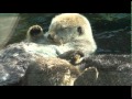 Sea otters holding hands  vancouver 2011