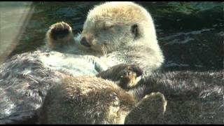 Sea Otters holding hands  Vancouver 2011