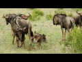 The Birth of Two Wildebeest Calves HD