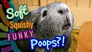 Why Does My Guinea Pig have Soft Poops? | Benebac Probiotic | screenshot 5