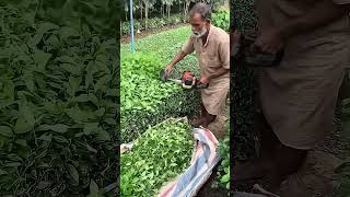Amazing Motorized Hedge Trimmer Tool 🌱 🌿 Smart Farming Tool in USA 🇺🇸 #shorts Amazing Motorized Hedge Trimmer Tool 🌱 🌿 Smart Farming Tool in USA 🇺🇸 #shorts