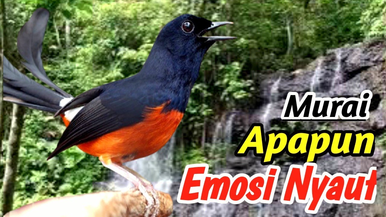 Murai Batu Gacor Full Isian | Jungle & River Flow Therapy