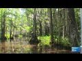 Louisiana swamp tour with cajun encounters  episode 258