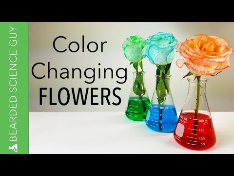 Vídeo: Reasons Flowers Change Color: Chemistry Of Flower Color Change