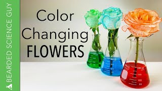 Color Changing Flowers Experiment (Biology)