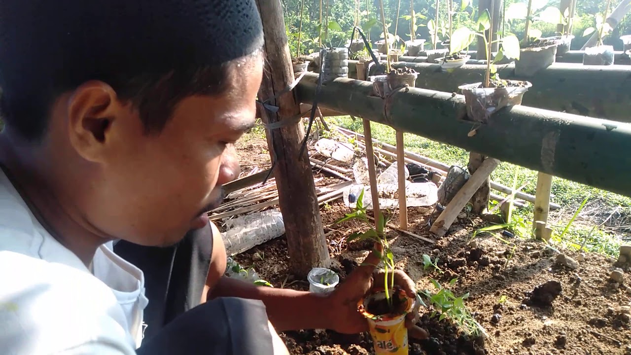 Cara menanam cabai memanfaatkan limbah 