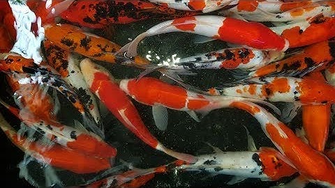 Cá Chép Koi Có Sỉ Cửa Hàng | Trại cá kiểng Diamond Da | #LOWI