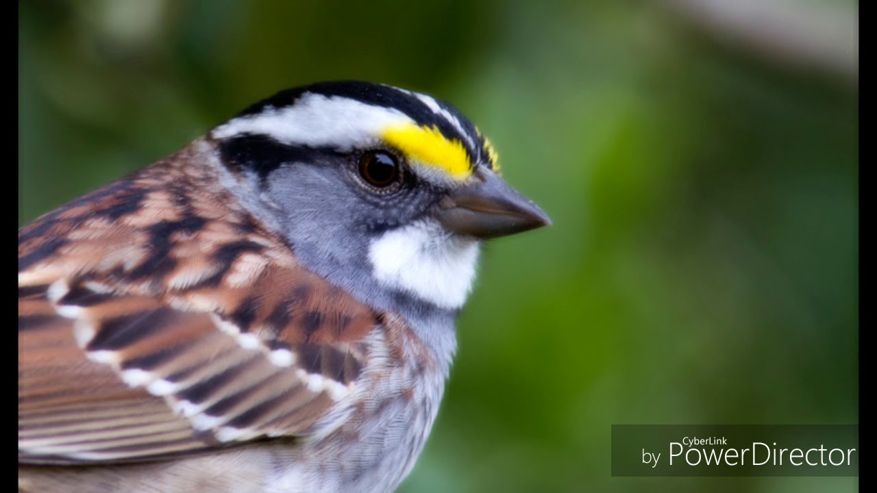 White Throated Sparrow's call 