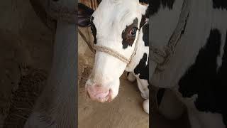 please subscribe 🙏🥺| #cow #cowbeauty #cowboy #cowfunny #animallovers #funny #cowvideo #cowlover