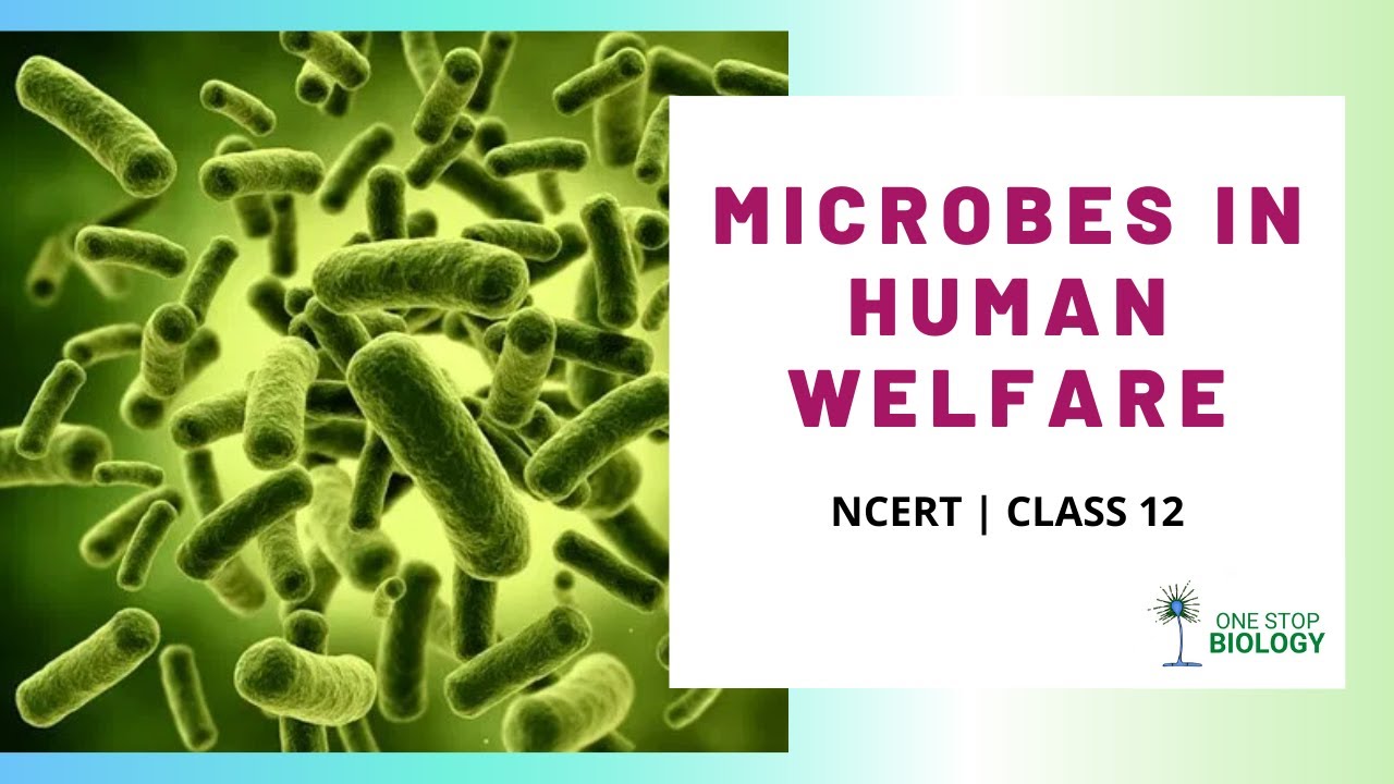 Microbes in Human Welfare | One Stop Biology | NCERT | Class 12 ...