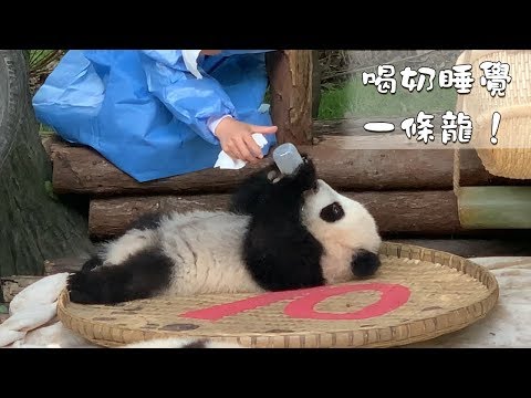 《熊貓早晚安》喝奶睡覺一條龍！ | iPanda熊貓頻道