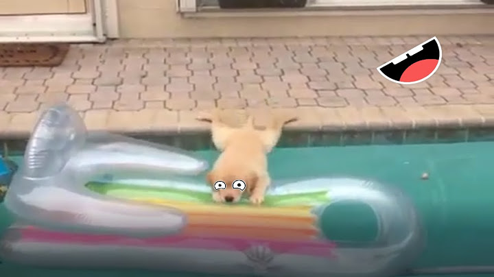 Watch the video about Funny animals video 😹🐶 2022 | funny cats and dogs | part 3 | Pets Show