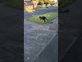 Tiger or cat 😈